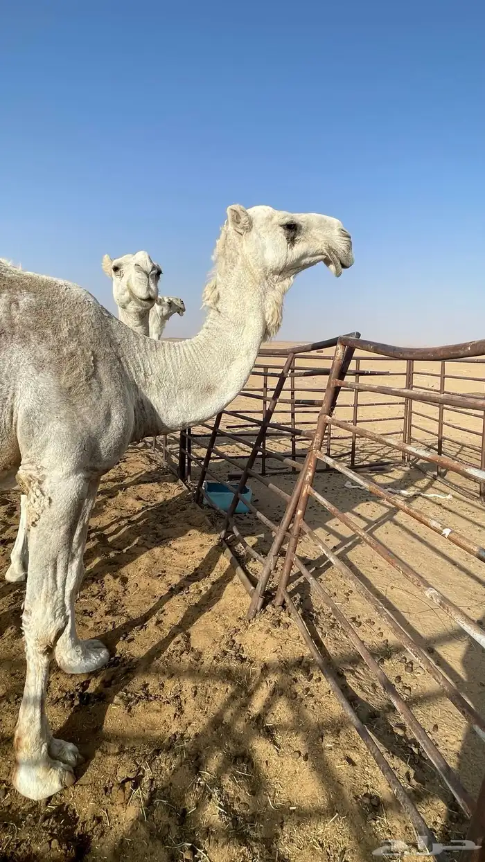ضرايب عليانيات تلاد كفو 2