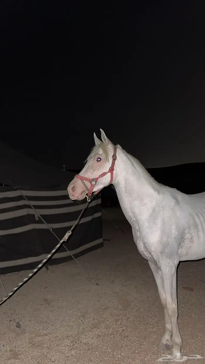 خيل شعبي 2