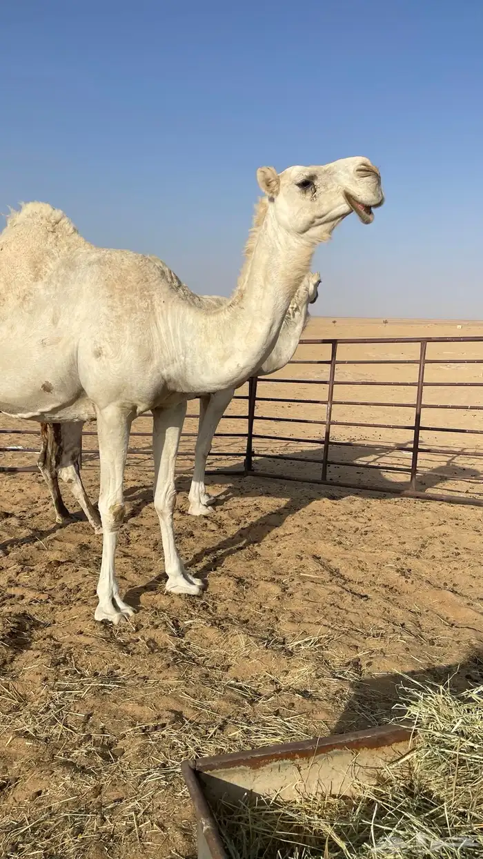 ضرايب عليانيات تلاد كفو 0