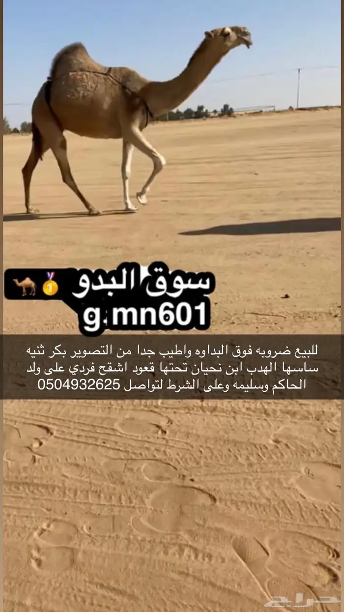 للبيع ضروبه فوق البداوه واطيب من التصوري لتواصل 0