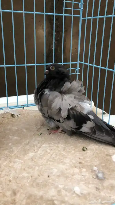 حمام كشكش index
