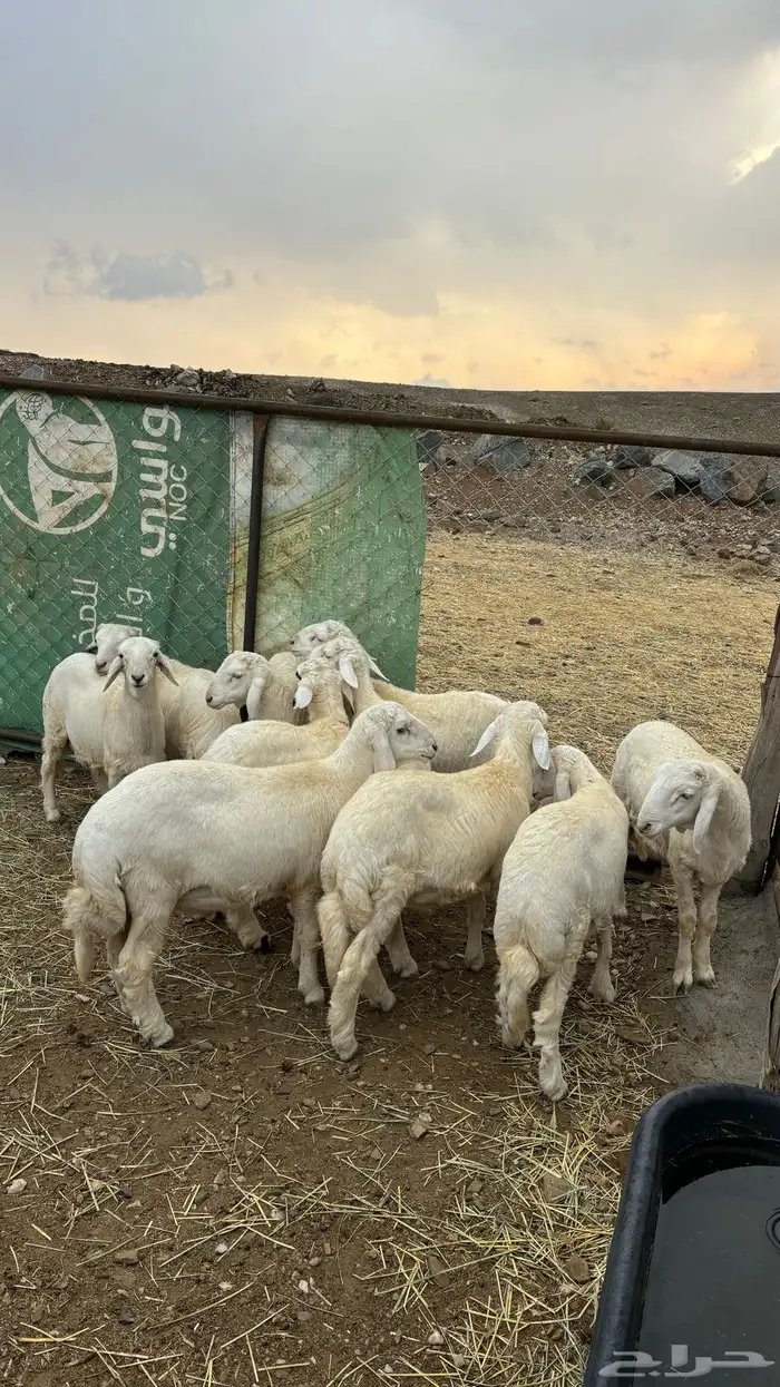خرفان جبره 0