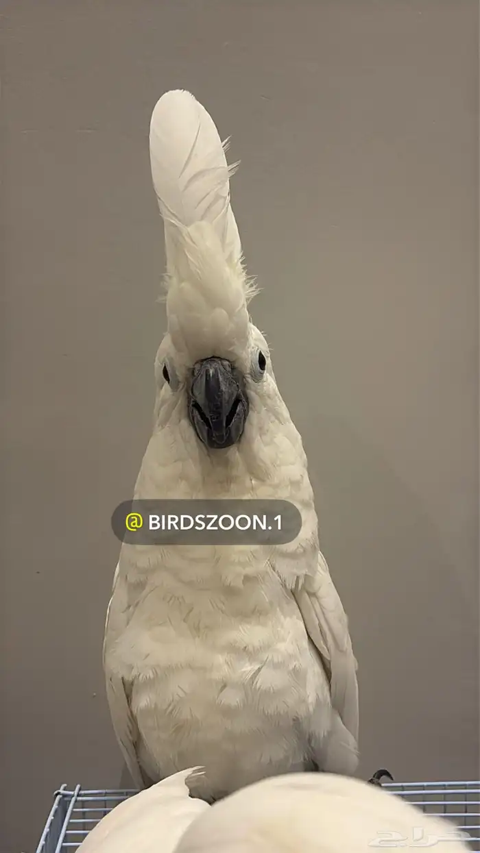 نفذت الكمية 26