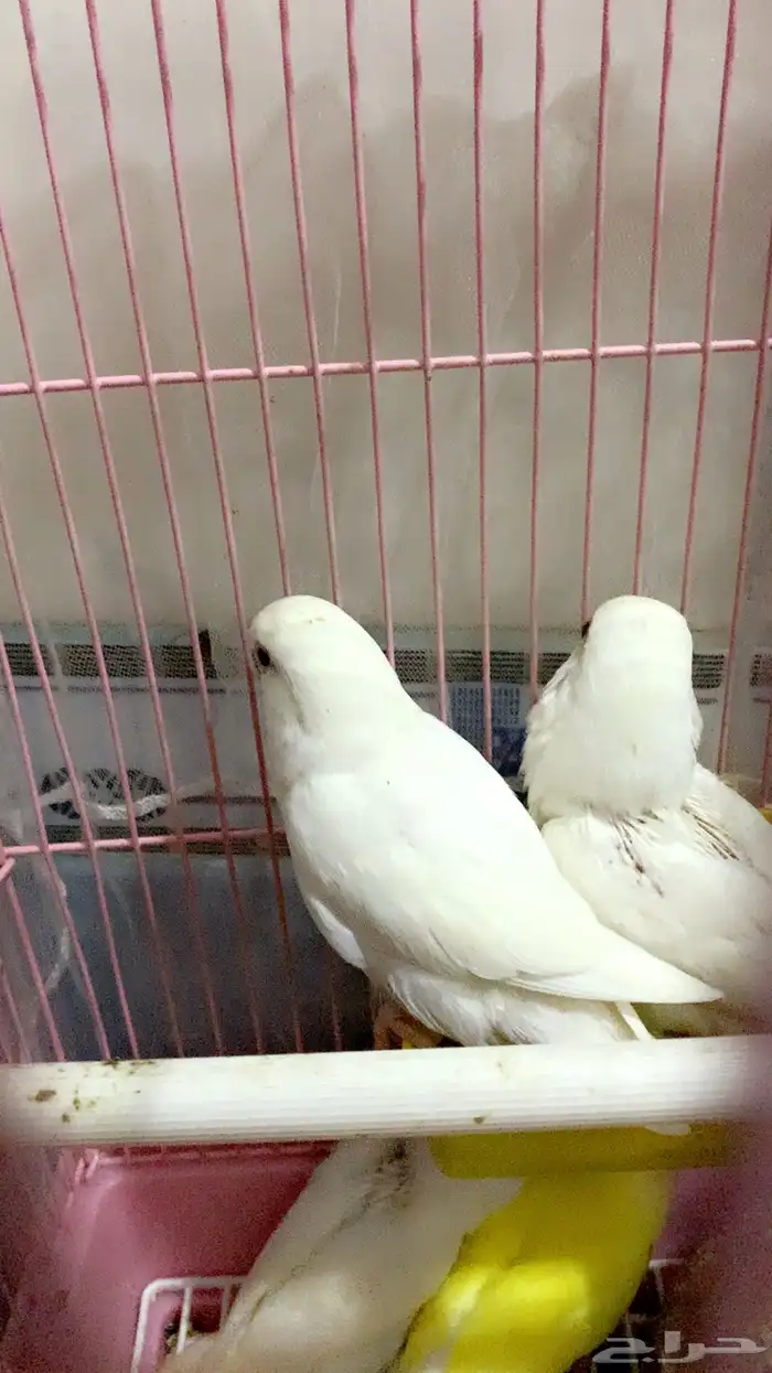 فروخ روز نهاية فطام عيون حمر 1