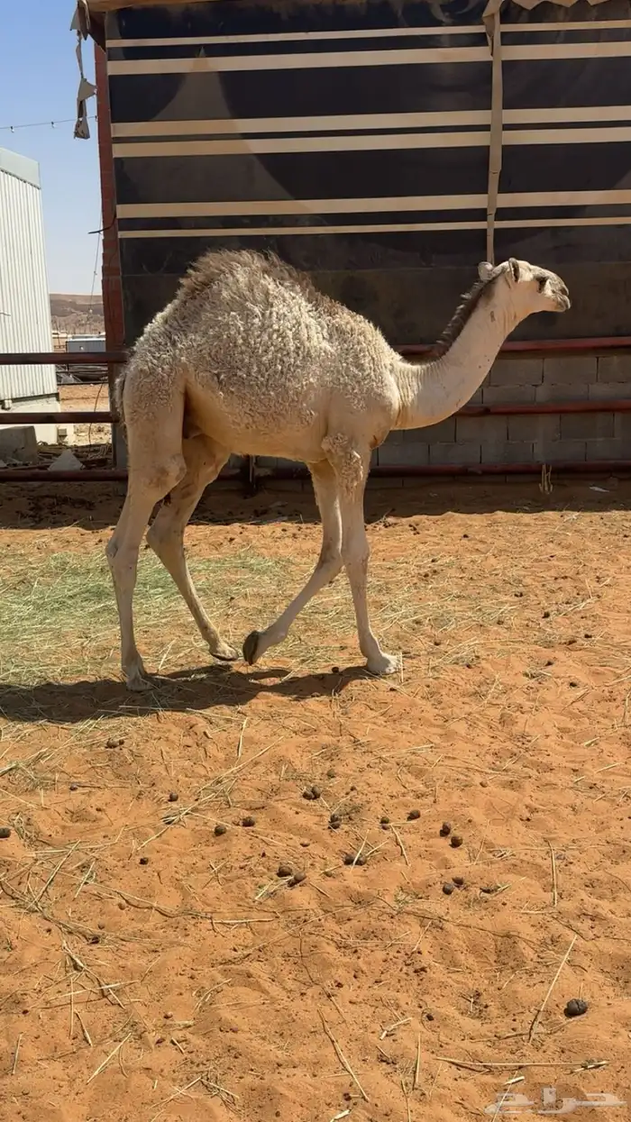 قعود لباني فل للبيع 1