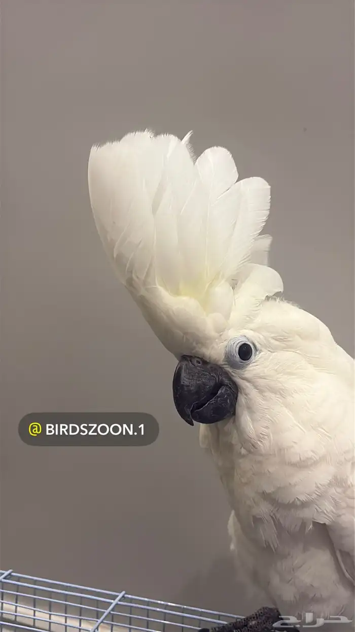 نفذت الكمية 23