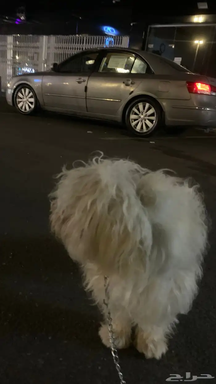 كلاب زينه هملايا زوج 1