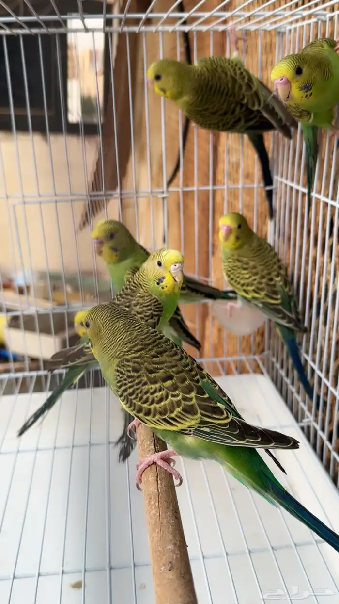 بادجي استرالي احجام طيبه 0