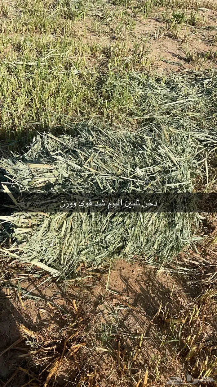 اعلاف بلوبنك ودخن يوجد توصيل 0