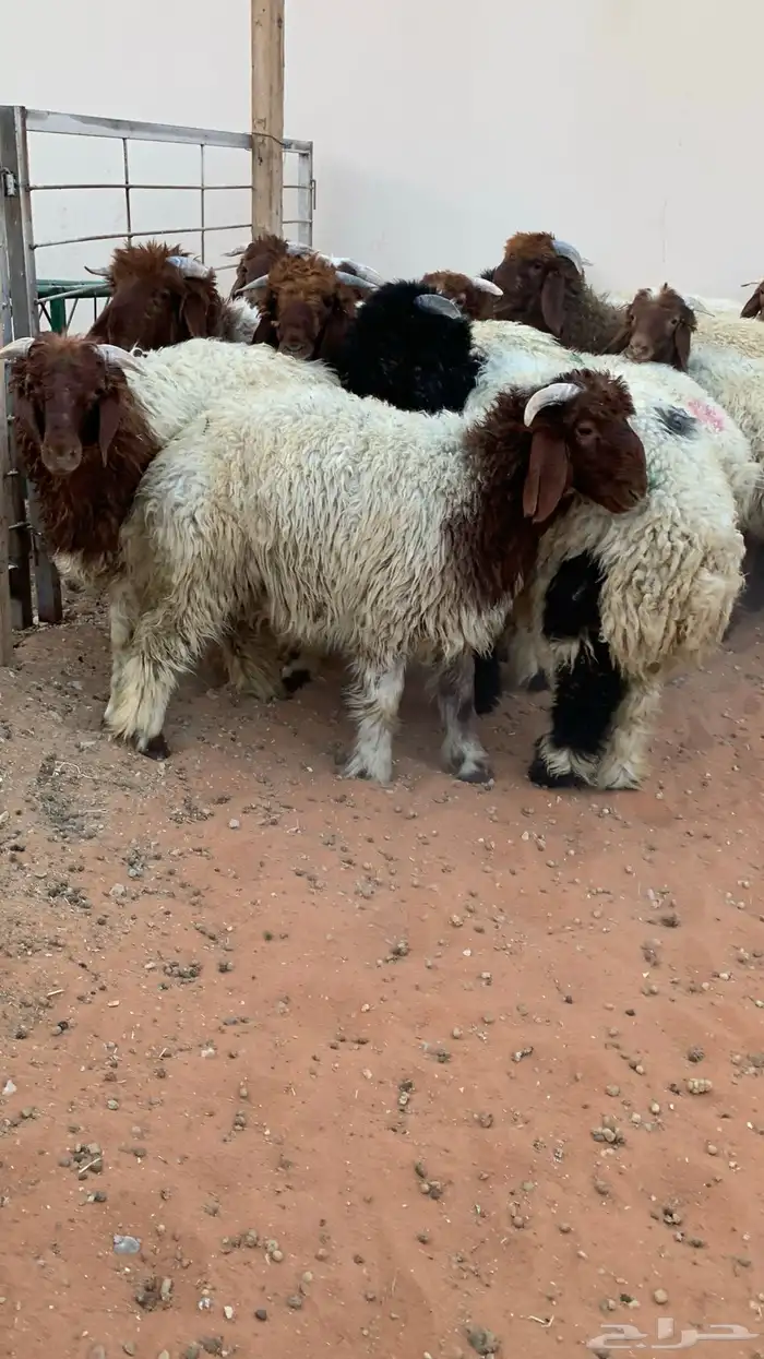 17 خروف نعيمي صافي 6