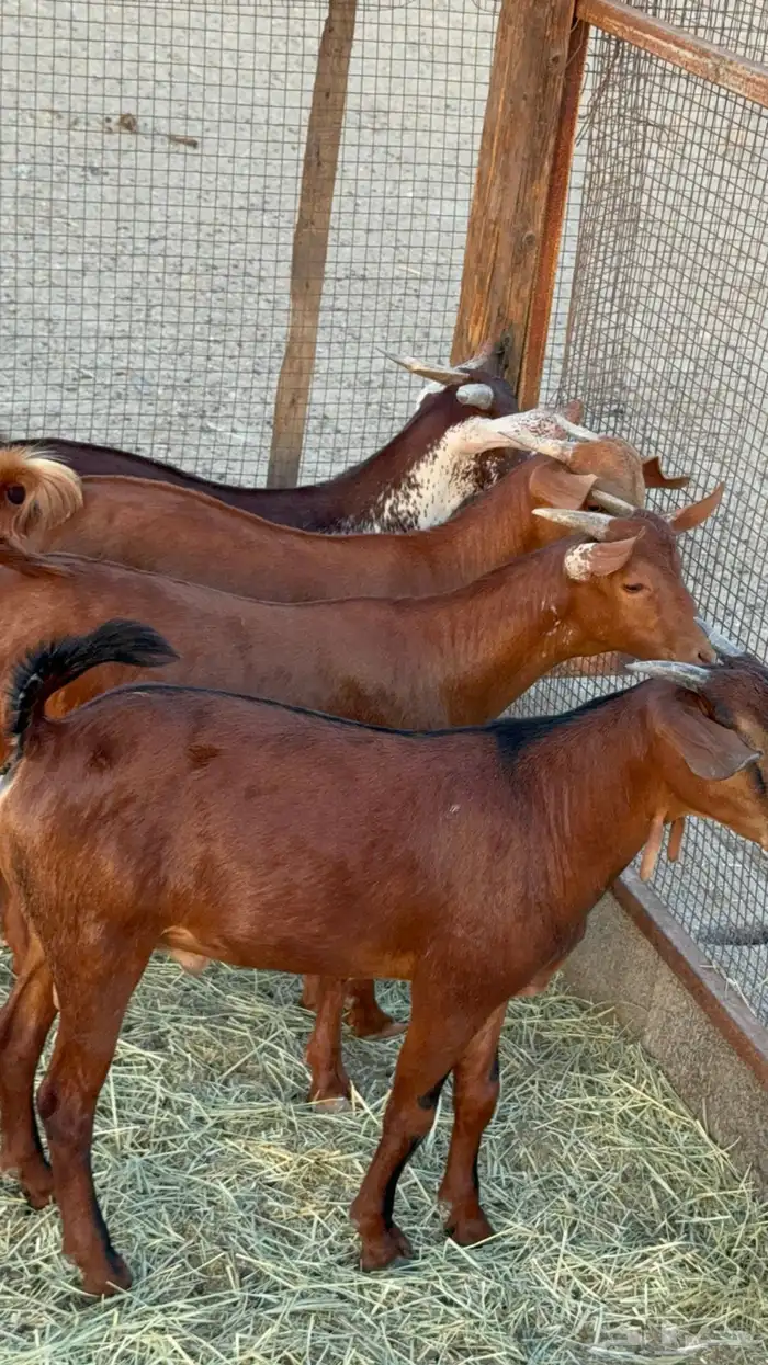 تيوس فواخر للبيع تم البيع 4