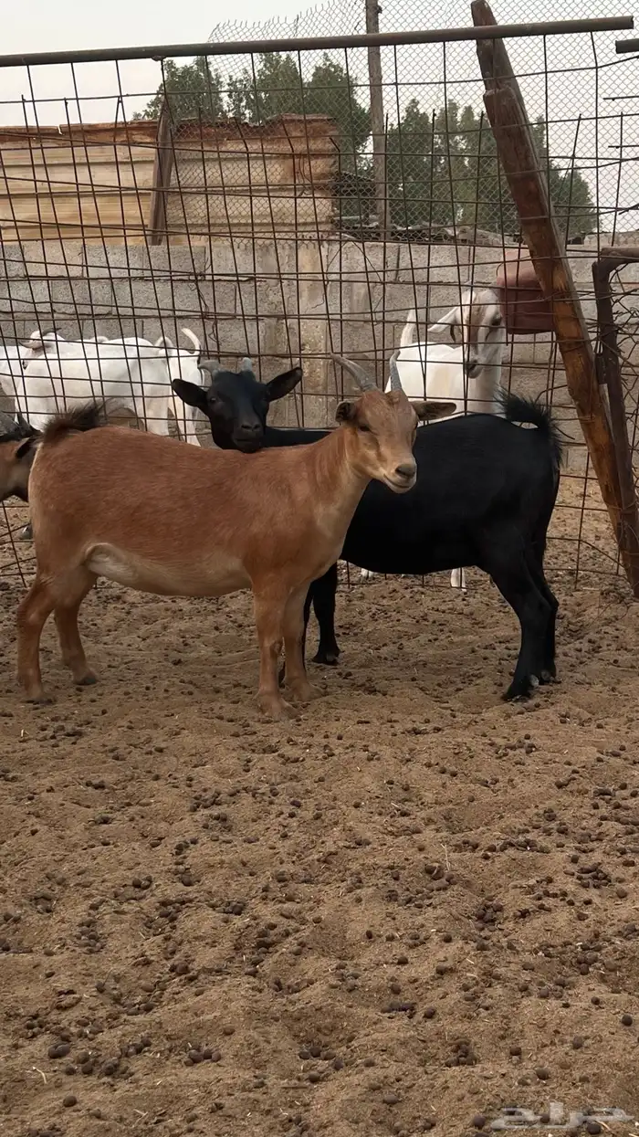 مراح كامل للبيع غنم اقزام 4