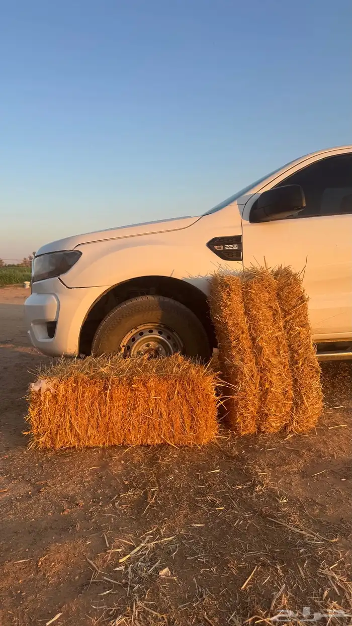 شعير سداسيي مكيس و بلك تبن 5