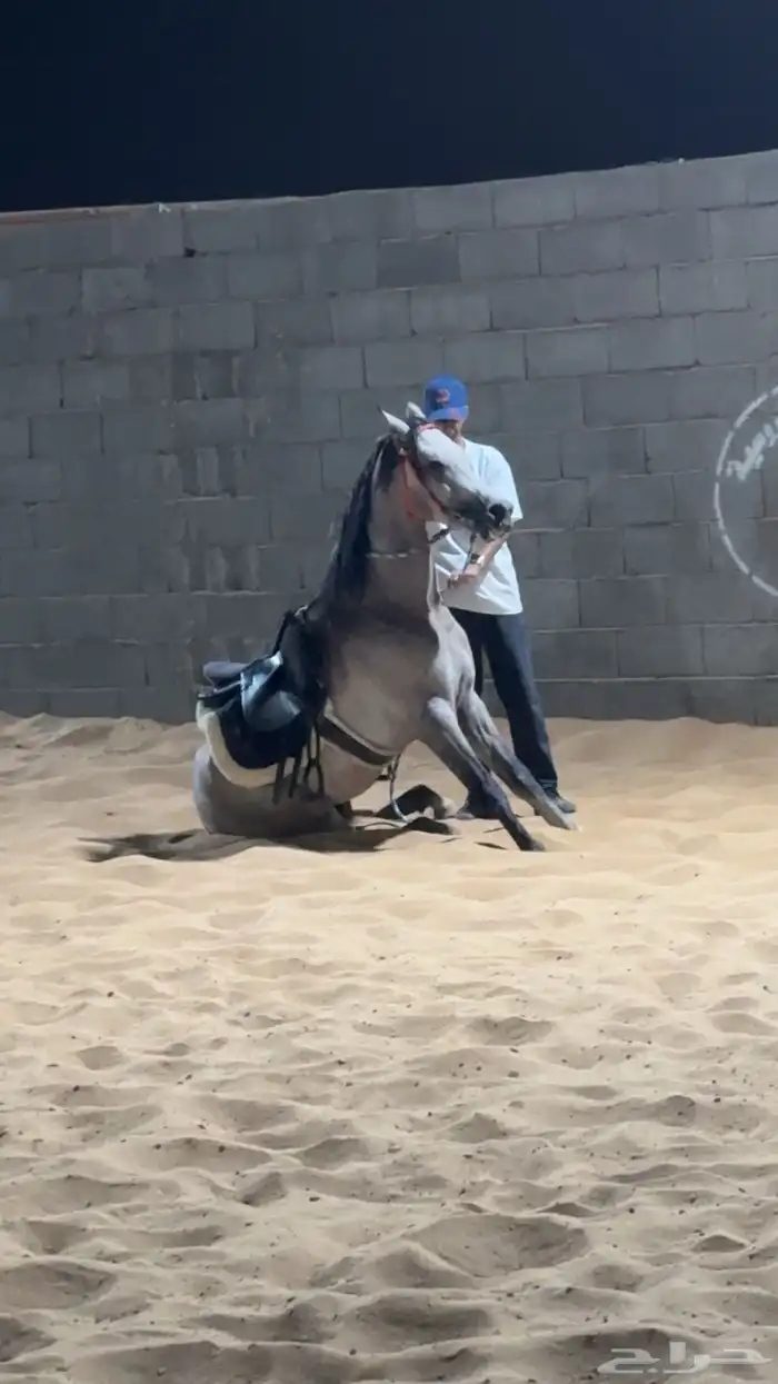 تدريب على ركوب الخيل 2