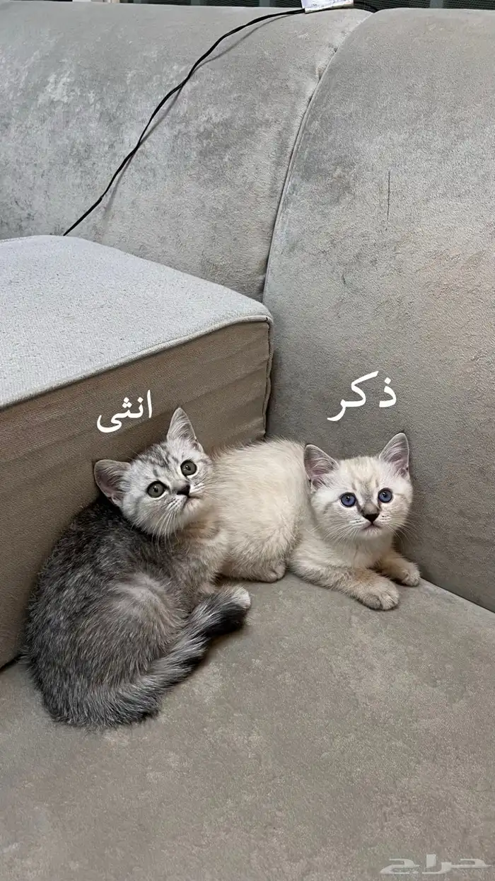 قطط سكوتش فولد وستريت 0