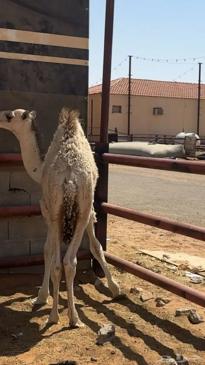 قعود لباني فل للبيع 0
