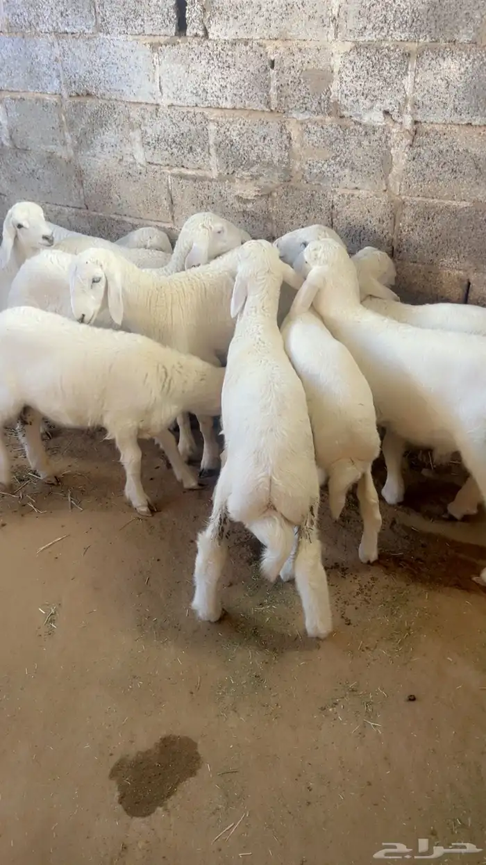 بهم فاخر صنف( تم البيع) 0