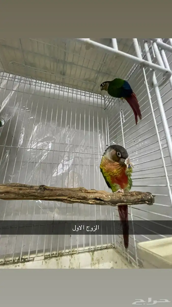 زوجين كنيور و ذكر كنيور 0