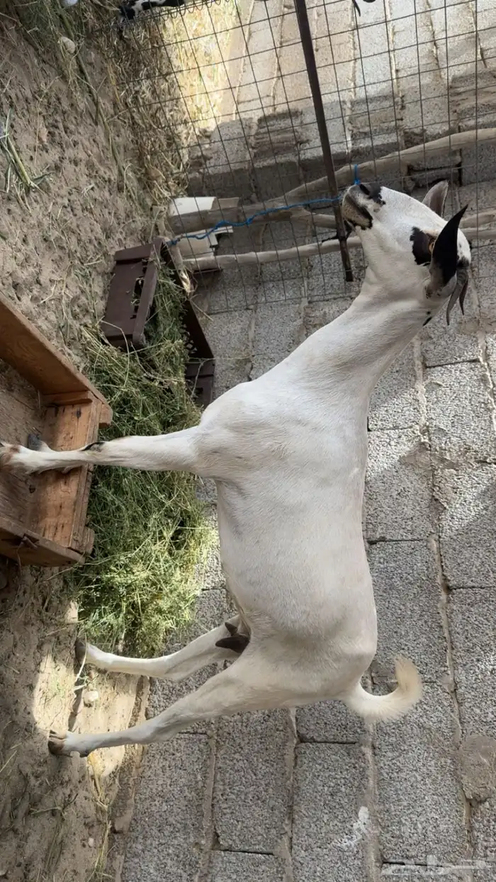 عنز بيشيه دافع من تيس فاخر 2