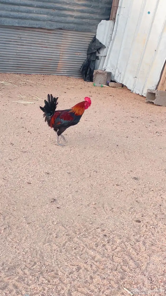 ديوك نضيف حقت برر 2