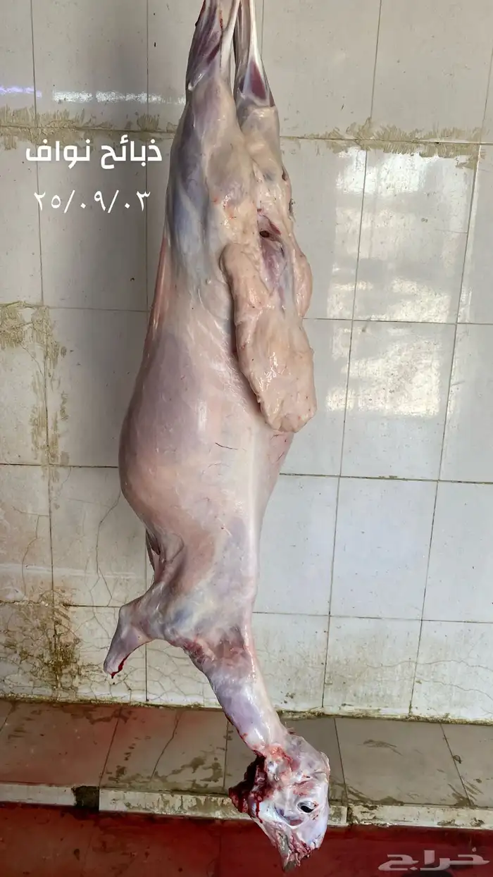 ذبائح غنم 3