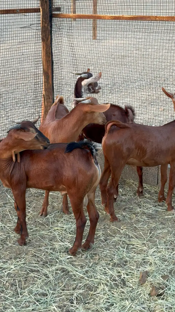 تيوس فواخر للبيع تم البيع 0