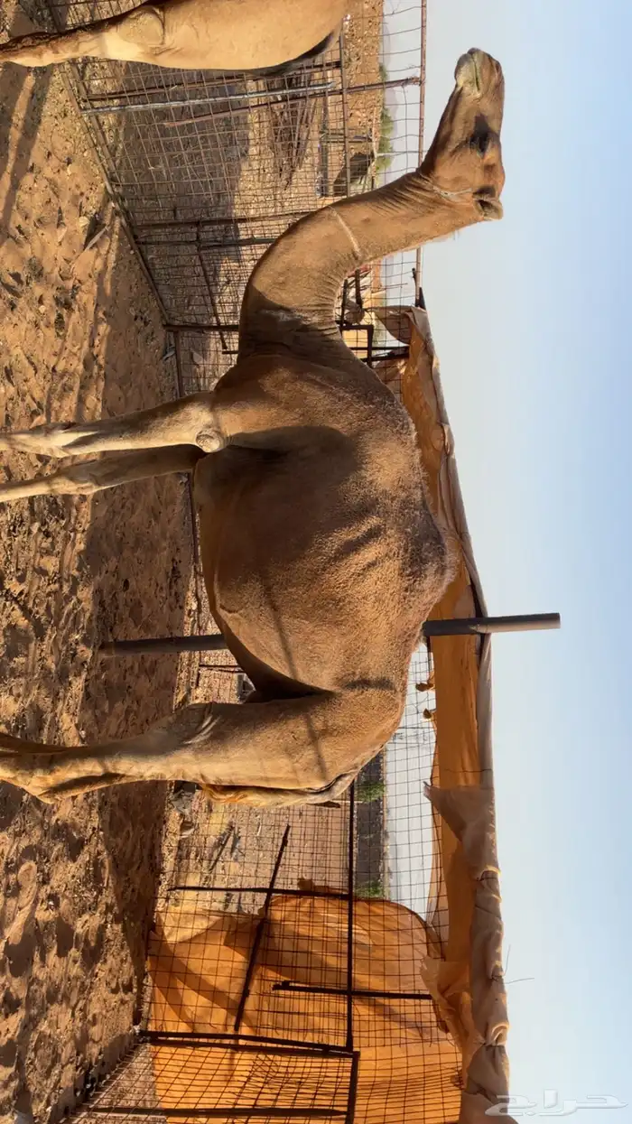 ناقه للبيع 1