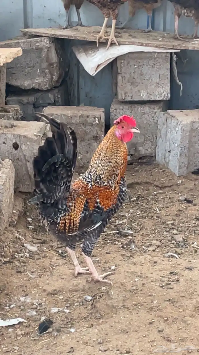 ديوك نضيف حقت برر 5