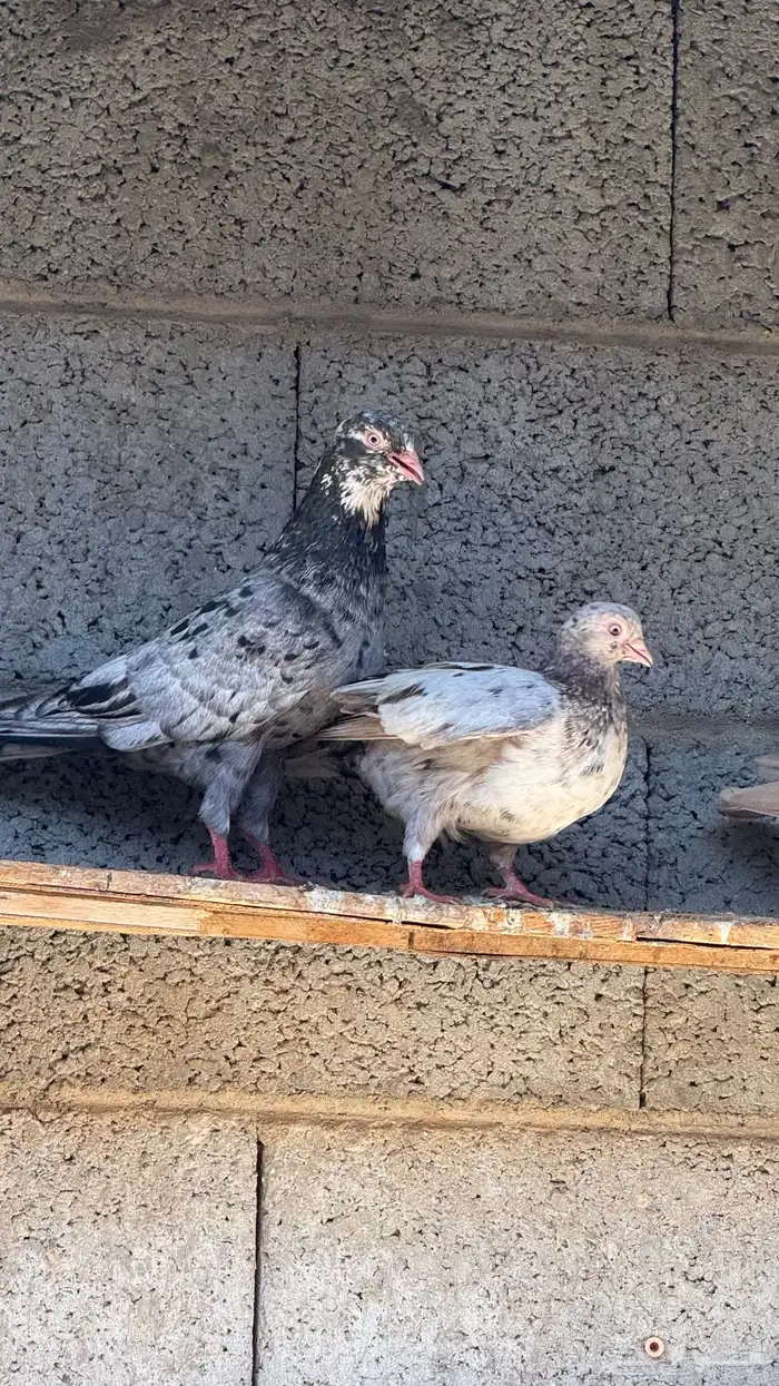 حمام قطايف 9