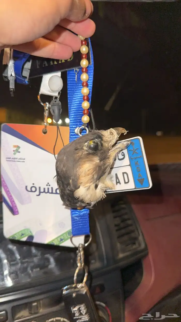 راس صقر محنط 0