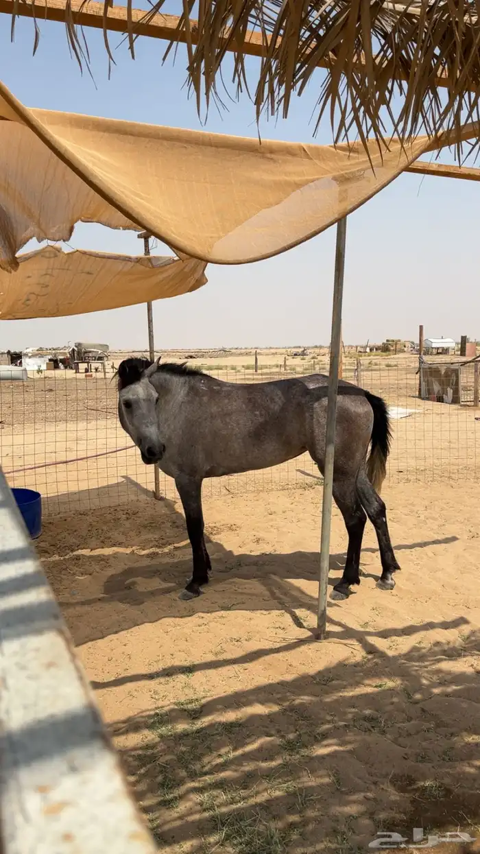 فرس مهره شيخه 0