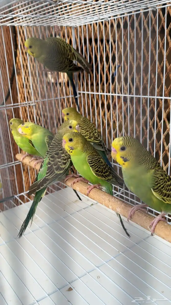 بادجي استرالي احجام طيبه 1