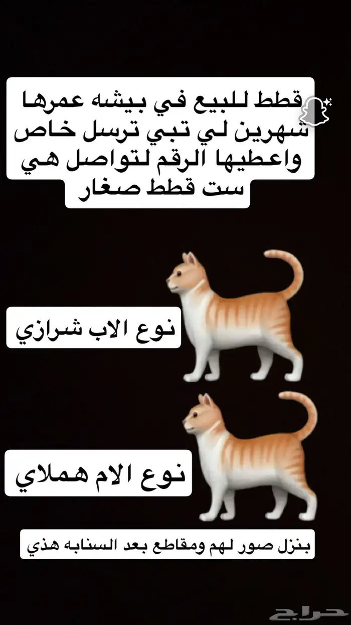 قطط صغار 0