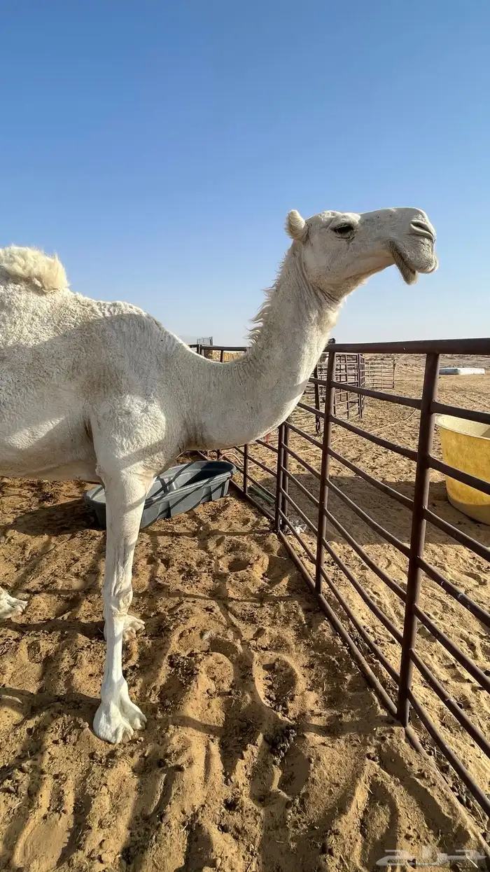 ضرايب عليانيات تلاد كفو 1