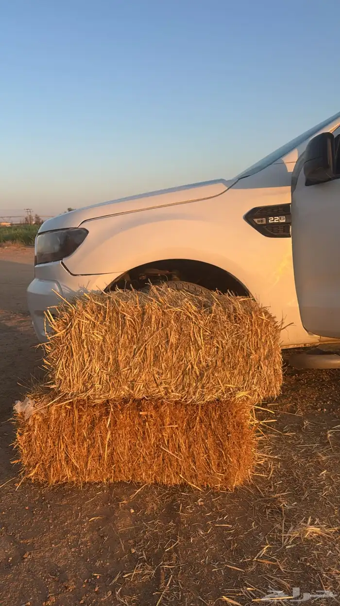 شعير سداسيي مكيس و بلك تبن 0