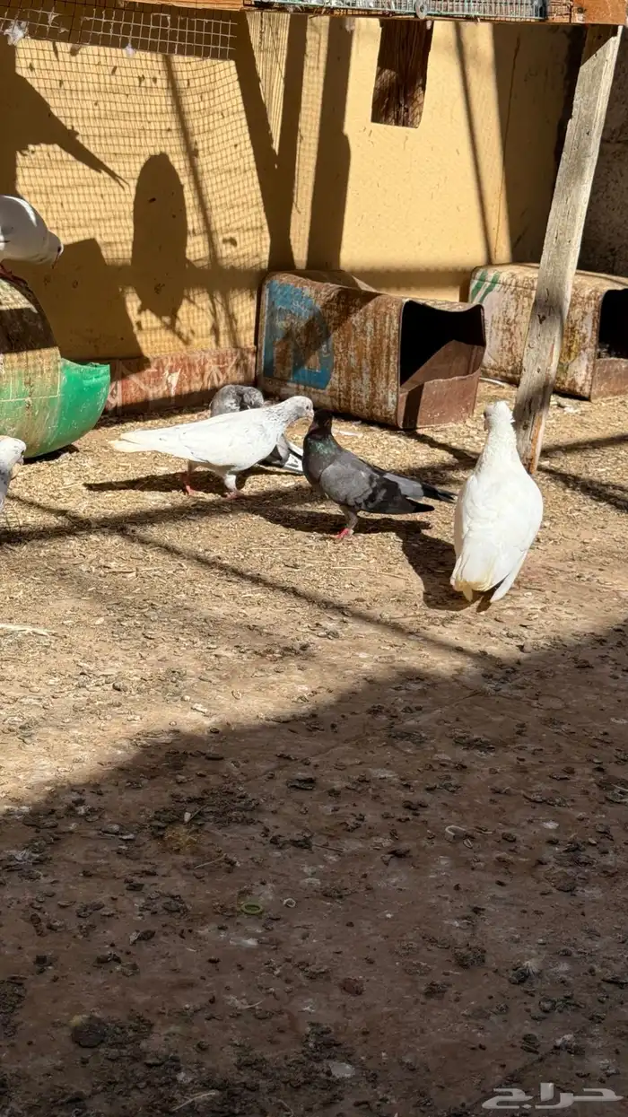 حمام قطايف 7