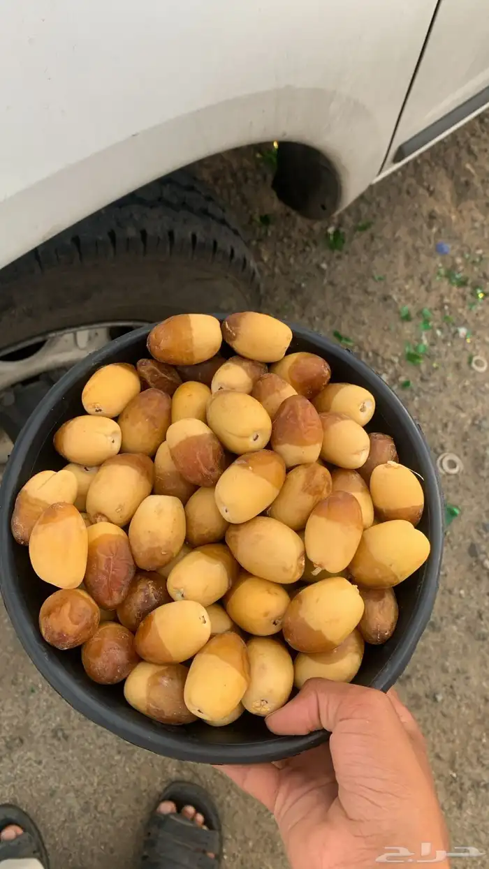 عندنا صقعي و منيفي و حمرا و هلاليه و برحي و جميع انواع 0