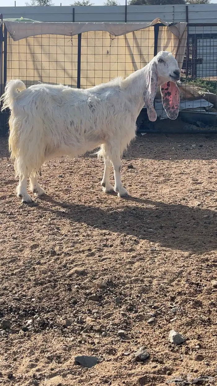 عنز مشروكه 1