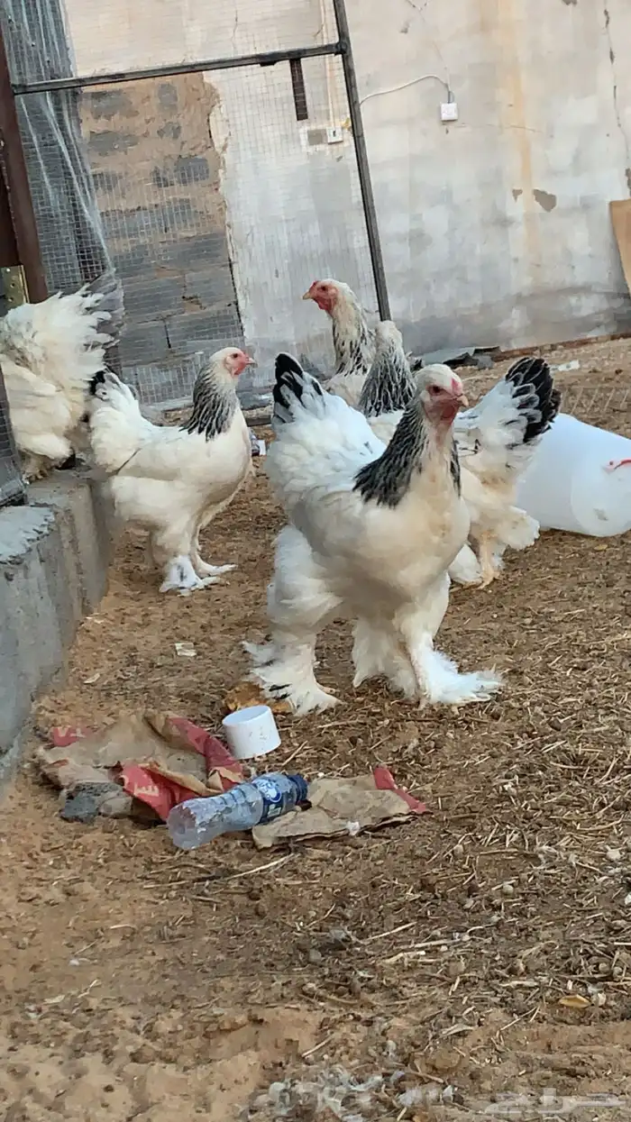 براهما اصل دم صافي 0