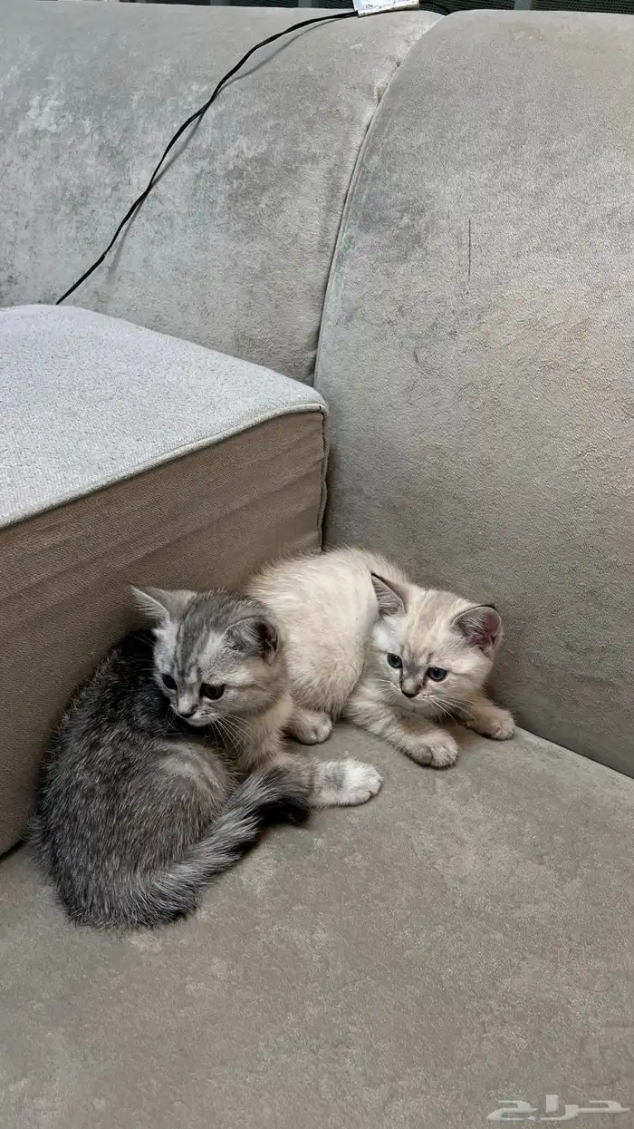 قطط سكوتش فولد وستريت 1