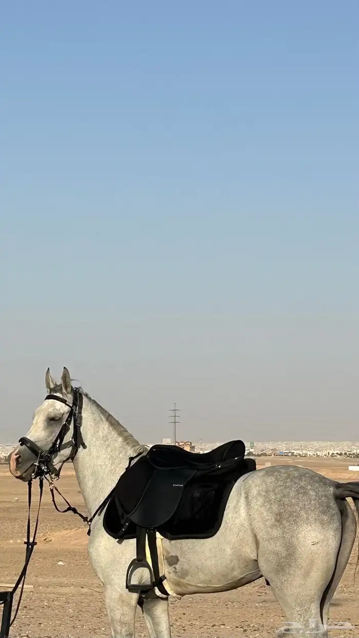 سرج استيتوس جديد 1