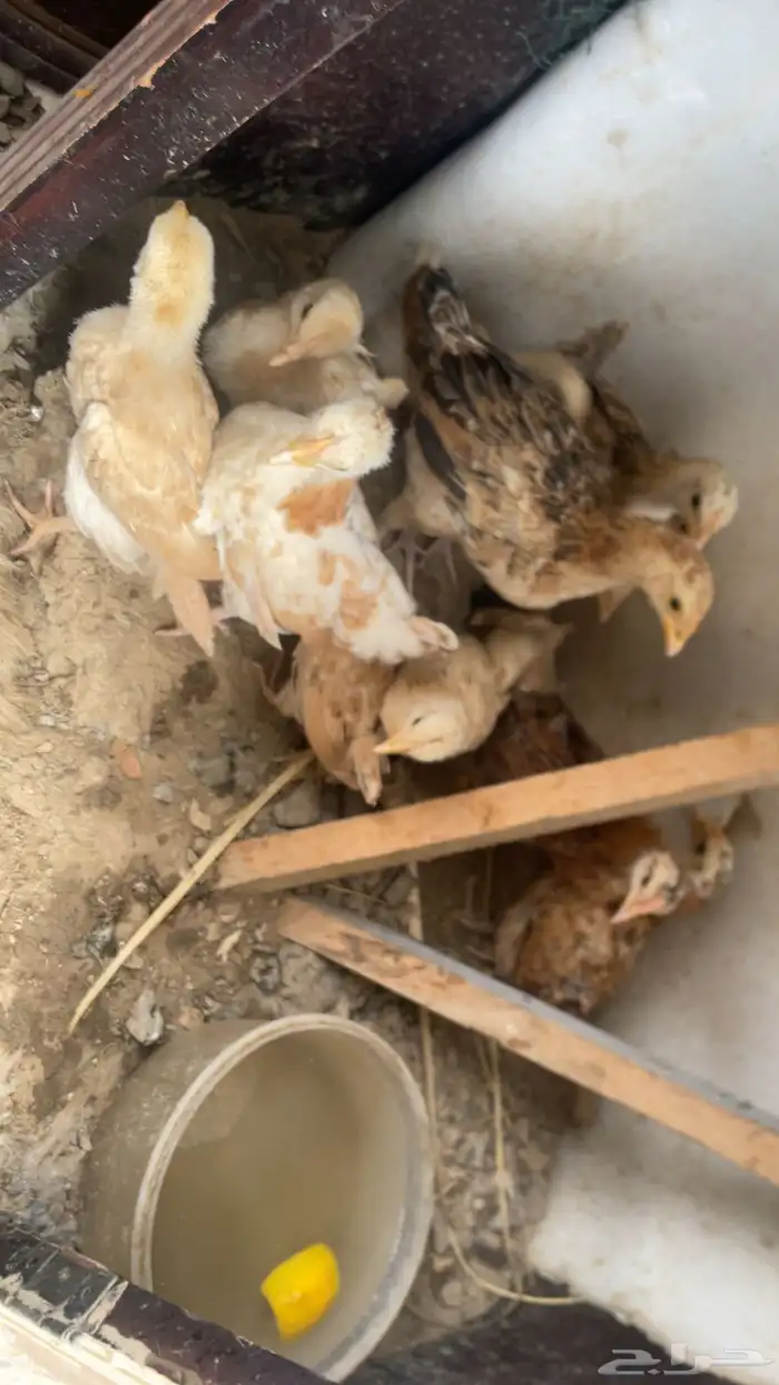 فروخ دجاج مشكل 0