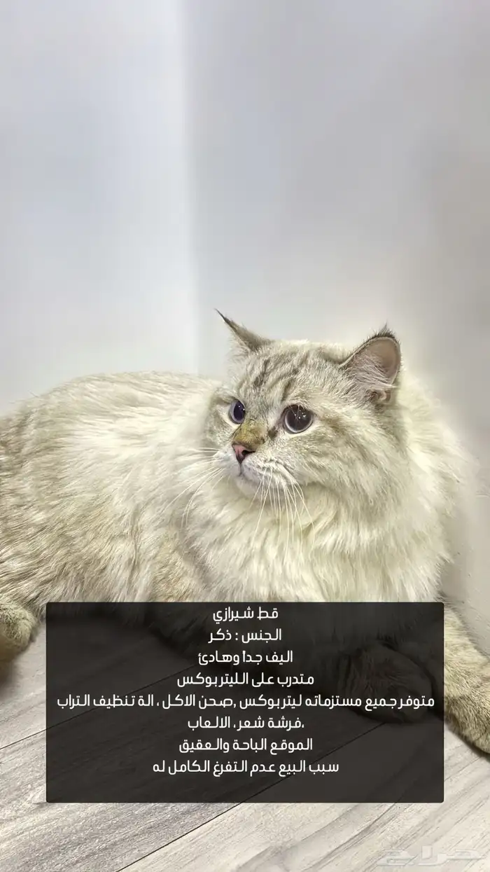 قط للبيع 0