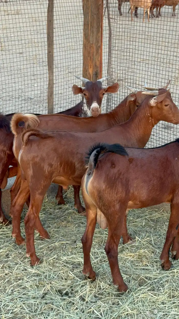 تيوس فواخر للبيع تم البيع 1