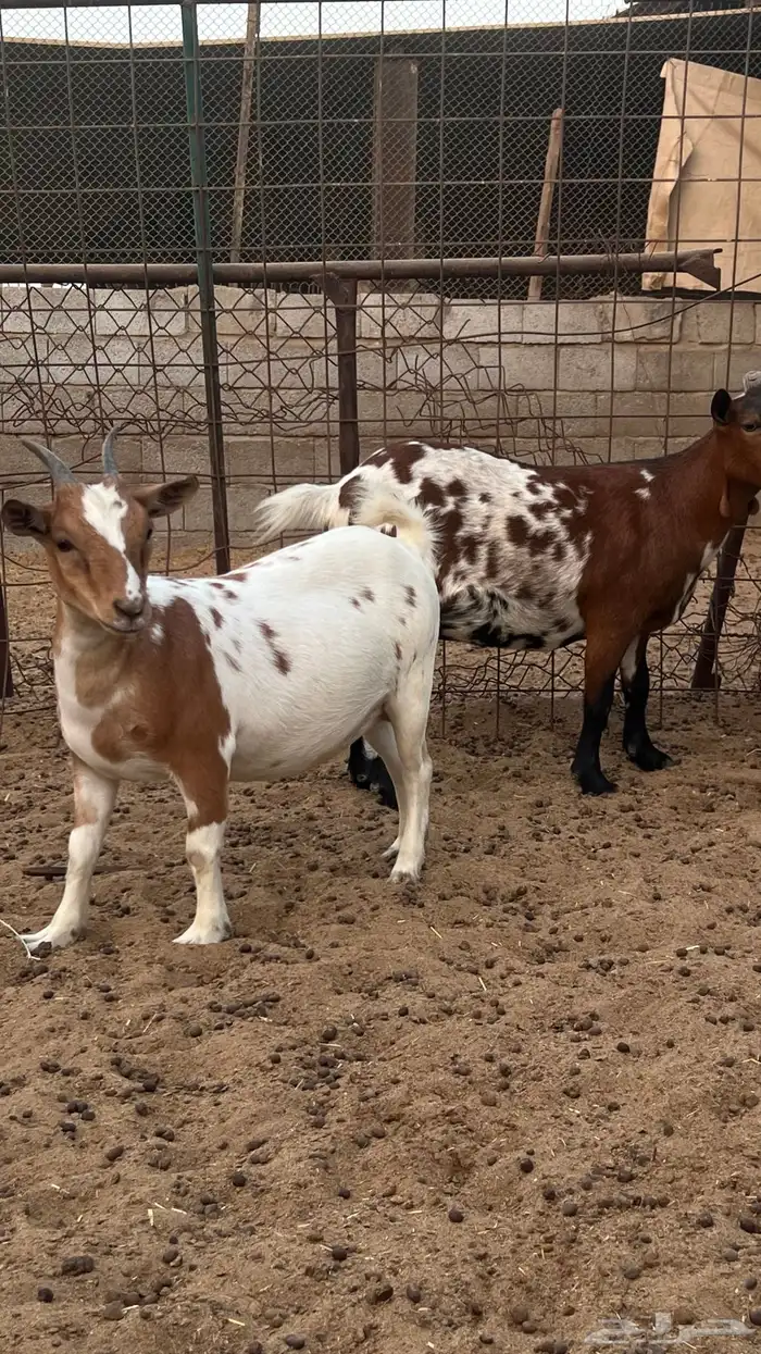 مراح كامل للبيع غنم اقزام 5