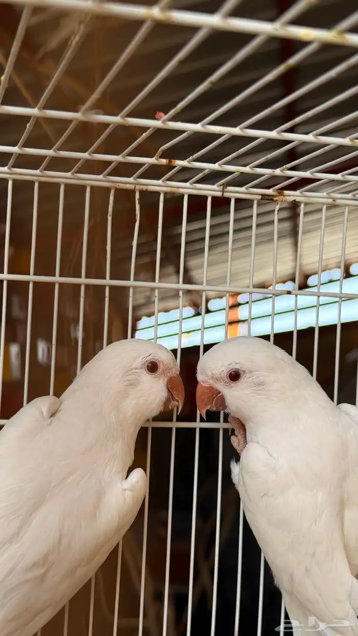 جوز كويكر البينو ماشاءالله 2