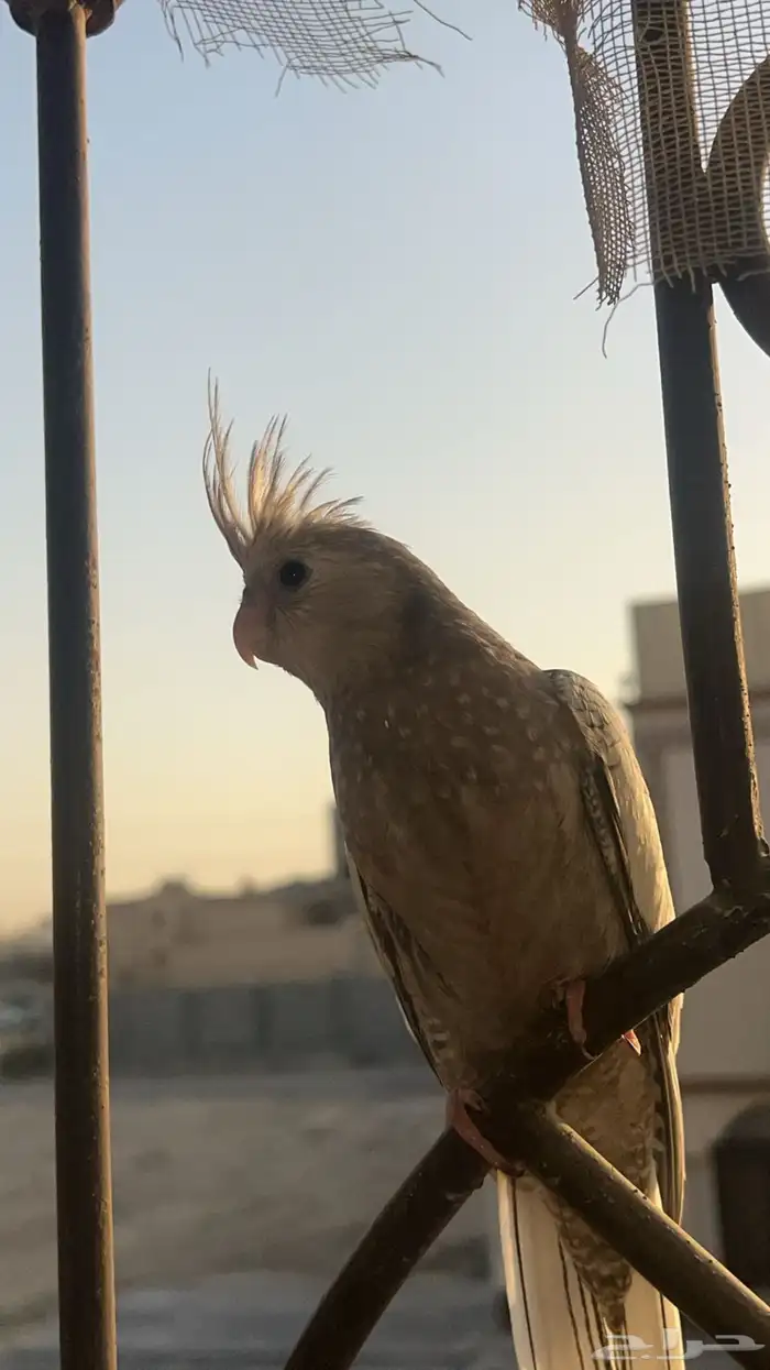 كروان اليف هدد هولندي 0