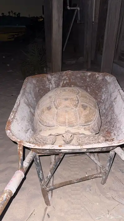سلحافه بريه 0
