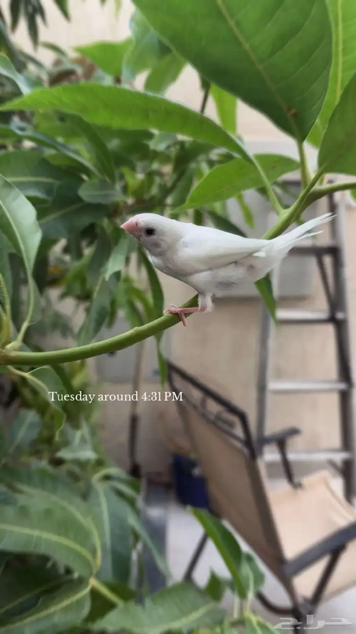 للبيع فرخ بنقليز اليف وهدد 2