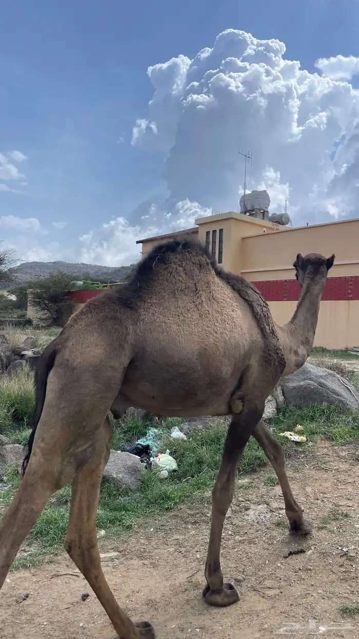 قعدان للبيع 0